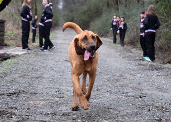 chien court accidentellement demi marathon
