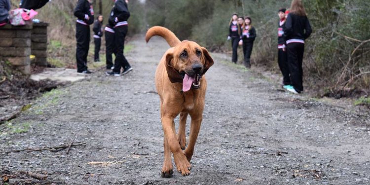 chien court accidentellement demi marathon