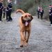 Un chien court accidentellement un demi-marathon et termine 7ème 8 chien court accidentellement demi marathon
