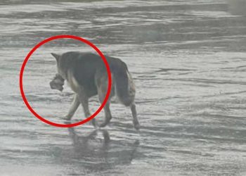 chien errait sous pluie emportant souvenir inestimable
