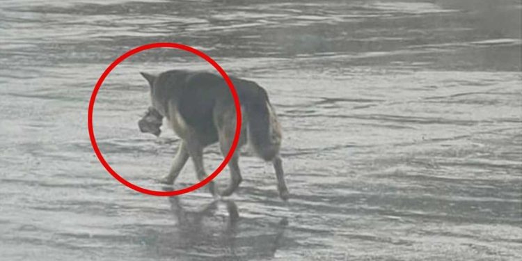 chien errait sous pluie emportant souvenir inestimable