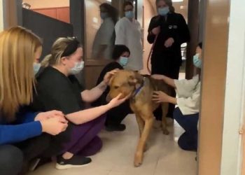 chien est adopté adieux émouvants