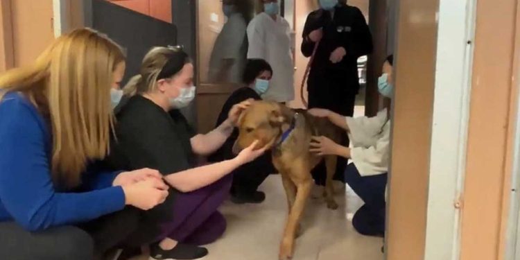 Le chien est adopté. Le personnel du refuge n'était pas prêt pour des adieux aussi émouvants 1 chien est adopté adieux émouvants