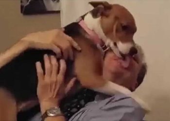 chien indésirable trouvé foyer remercié famille