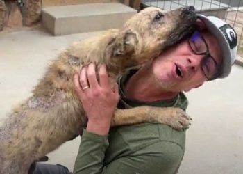 chien joie rencontre famille adoptive