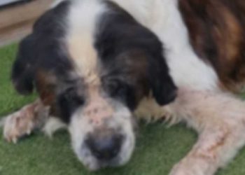 chien ne pouvait pas se remettre de ce que les gens lui avaient fait