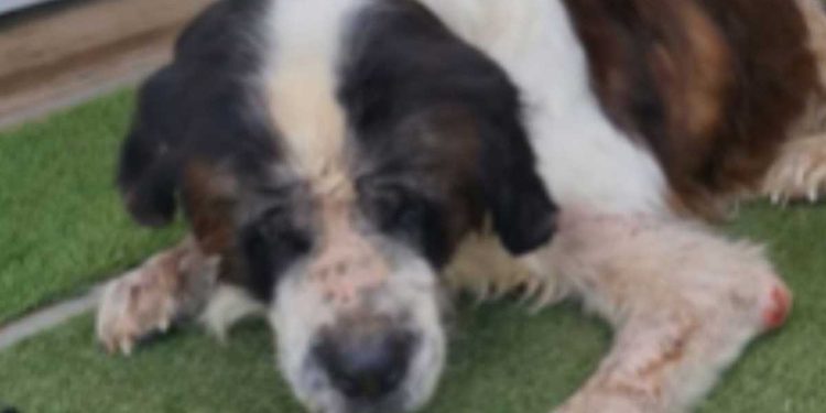 chien ne pouvait pas se remettre de ce que les gens lui avaient fait