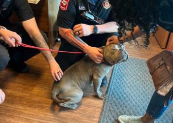 chien ne savait pas comment remercier réaction