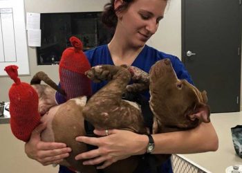 chien plus utile au combat ils jetèrent au cimetière