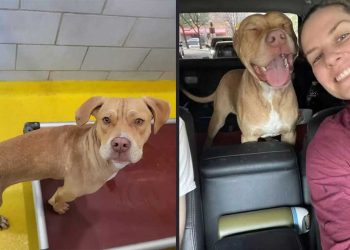 chien quittait refuge beau sourire