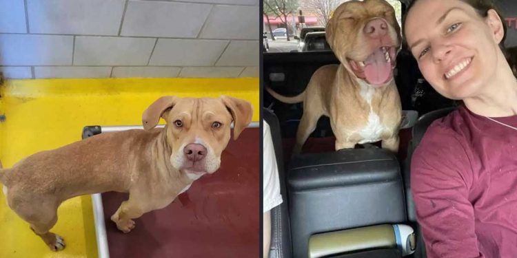 chien quittait refuge beau sourire