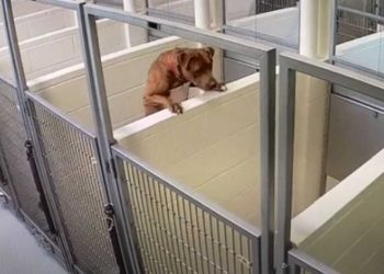 chien refuge faisait tout pour passer autre côté