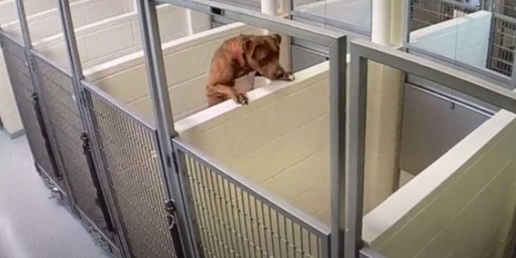 chien refuge faisait tout pour passer autre côté