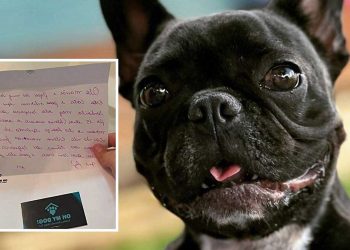 chien réprimandé garderie canine