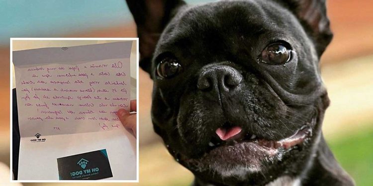 Un chien a été réprimandé dans une garderie canine. Une lettre a été envoyée aux propriétaires, difficile de croire ce qu'il a fait 1 chien réprimandé garderie canine