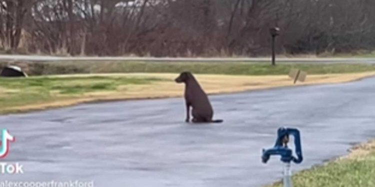 Le chien s’assoit dans l'allée tous les jours au même endroit, à la même heure. Il ne le fait pas sans raison 1 chien s assoit allée tous les jours même endroit