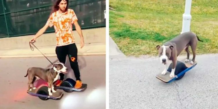 Un chien secouru découvre une meilleure alternative passionnante à la marche 1 chien secouru découvre alternative marche