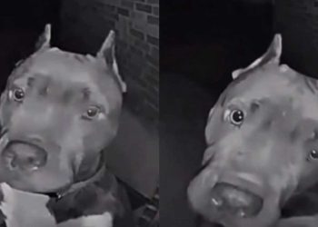 chien sonne porte voisine 4 heures matin jouer