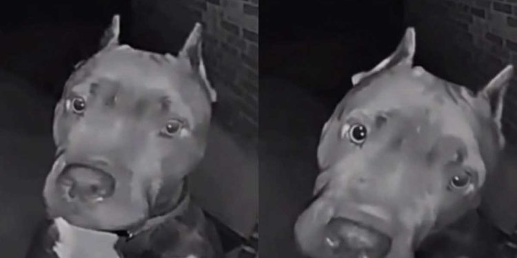 chien sonne porte voisine 4 heures matin jouer