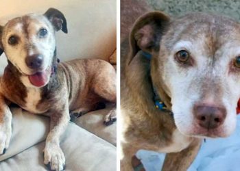 chien sourd passe années rues maintenant heureux avoir famille