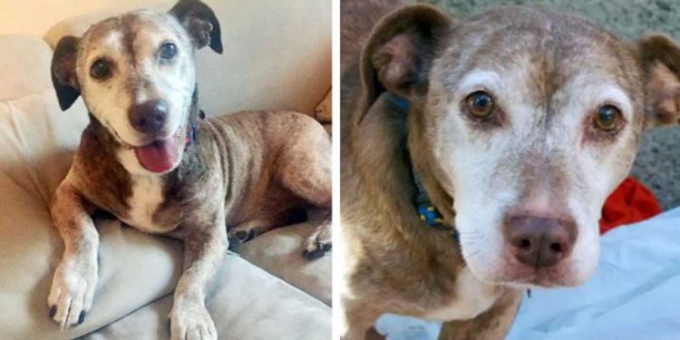 chien sourd passe années rues maintenant heureux avoir famille