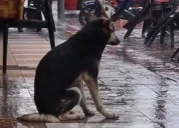 chien vivait dans la rue vie changé