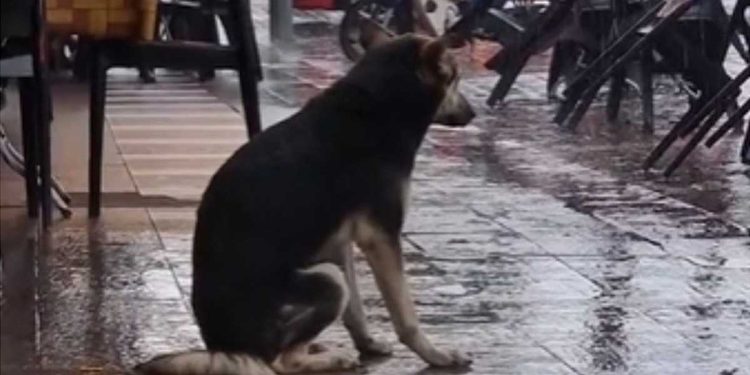 Jusqu’à récemment, il vivait dans la rue, attendant sa famille sous la pluie. Cet enregistrement a changé sa vie 1 chien vivait dans la rue vie changé