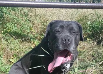 chienne attachée batteur chaleur