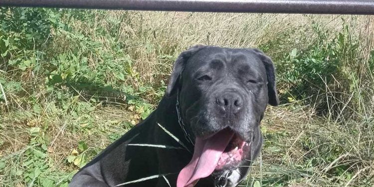 Alors que la chaleur tombait du ciel, il laissa la chienne attachée au batteur. Le tourment semblait sans fin 1 chienne attachée batteur chaleur