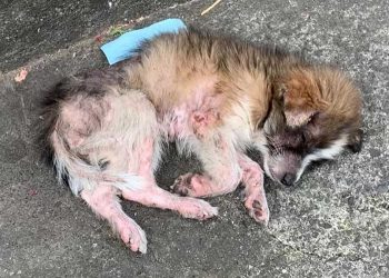 chienne si faible ne pouvait pas se relever du trottoir