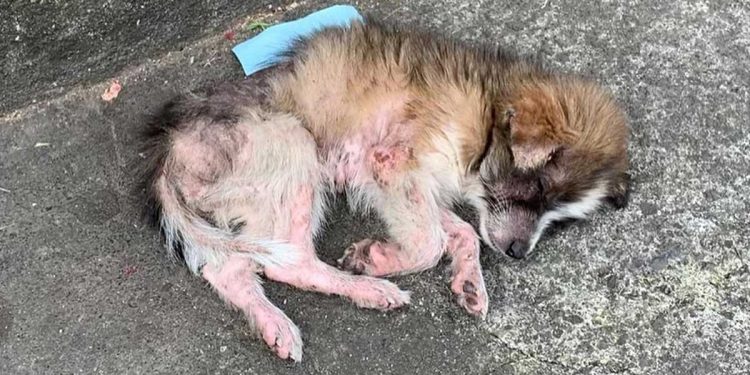 chienne si faible ne pouvait pas se relever du trottoir