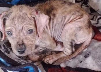 chiot devant maison besoin aide