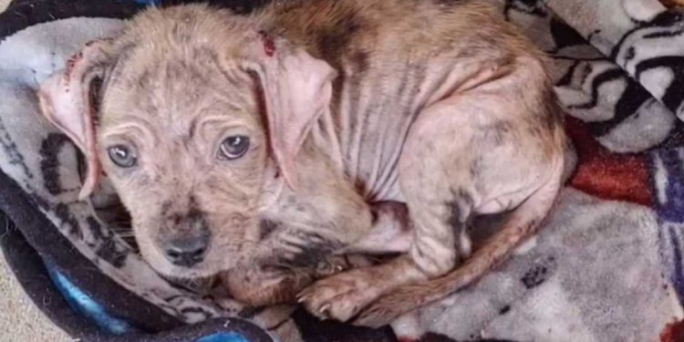 chiot devant maison besoin aide