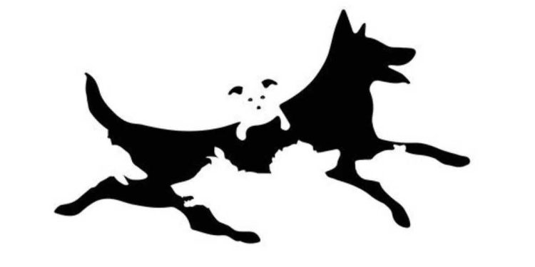 combien chiens image âge mental