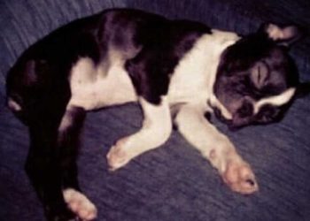 commandé nourriture chien note