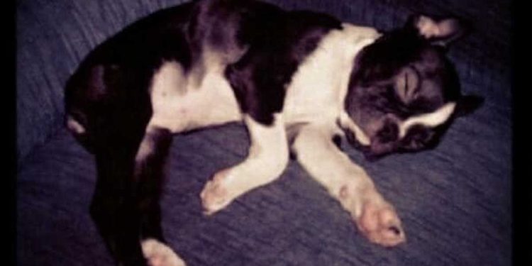 commandé nourriture chien note