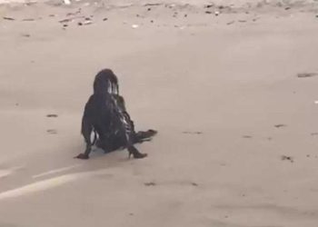 créature paranormale se reposer plage