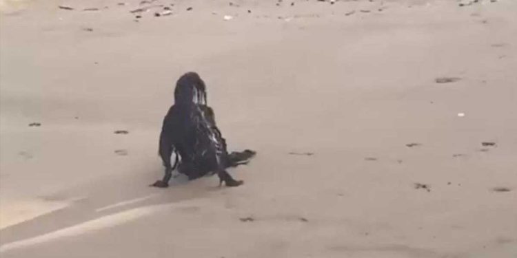 Une créature « paranormale » vue se reposer sur la plage n'est pas du tout ce qu'elle semble être 1 créature paranormale se reposer plage