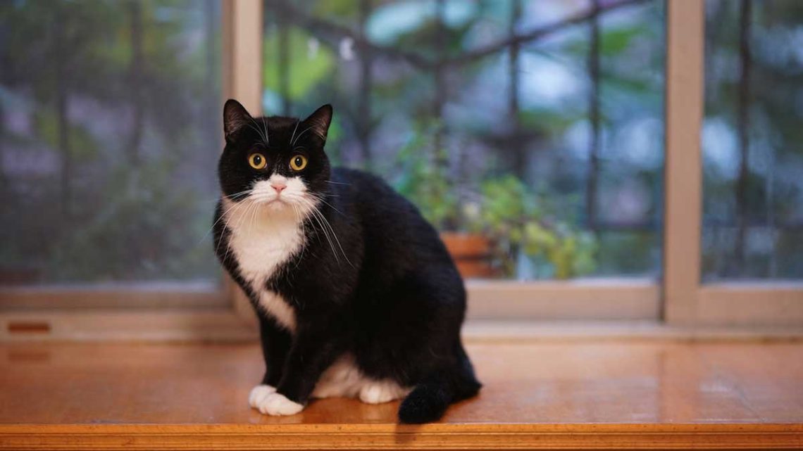 débarrasserez odeur urine chat