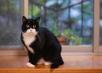 débarrasserez odeur urine chat