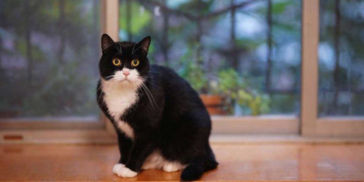 débarrasserez odeur urine chat