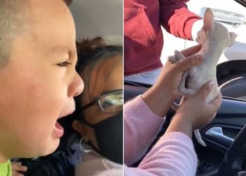 emmené chiot vétérinaire réaction garçon émouvante