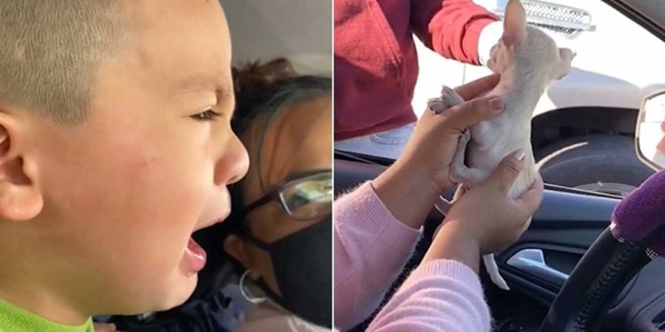 Ils ont emmené le chiot chez le vétérinaire pour sa première vaccination. La réaction du garçon a été très émouvante 1 emmené chiot vétérinaire réaction garçon émouvante