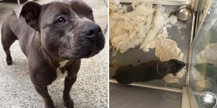 Il a emmené le pitbull chez le toiletteur. Il n'avait pas l'intention de revenir pour lui 1 emmené pitbull pas intention revenir