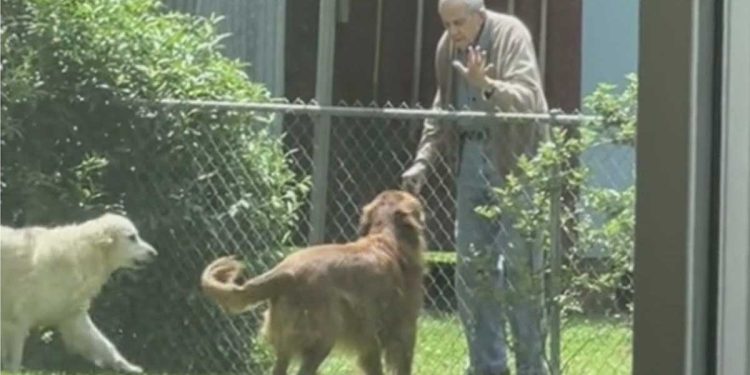 Elle a vu un voisin se diriger vers la clôture. Elle a enregistré en secret ce qu'elle fait avec ses chiens, ça nous donne la chair de poule 1 enregistré en secret voisin chiens