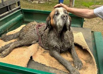enterrement vie garçon tournure inattendue chien boue