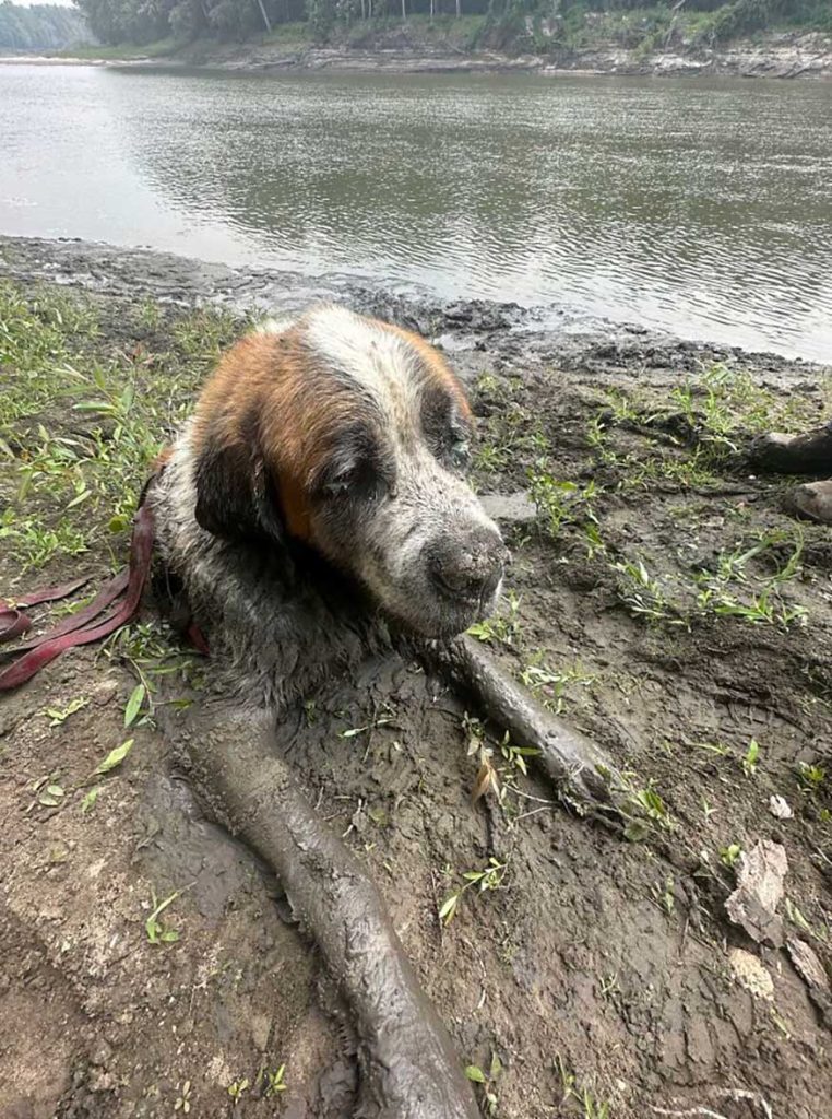 enterrement vie garçon tournure inattendue chien boue