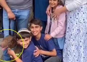 famille choquée refuge nouveau chien vu pitbull