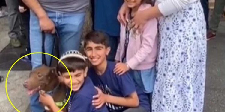 famille choquée refuge nouveau chien vu pitbull