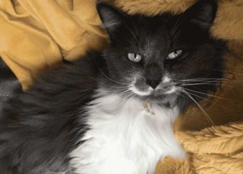 femme adopte chat tout le monde la mettait en garde